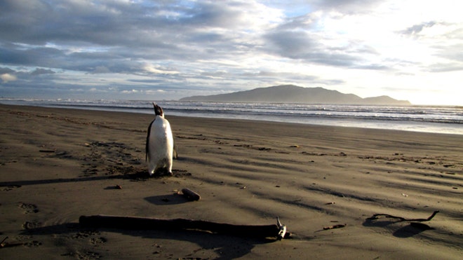 New Zealand Emperor Penguin